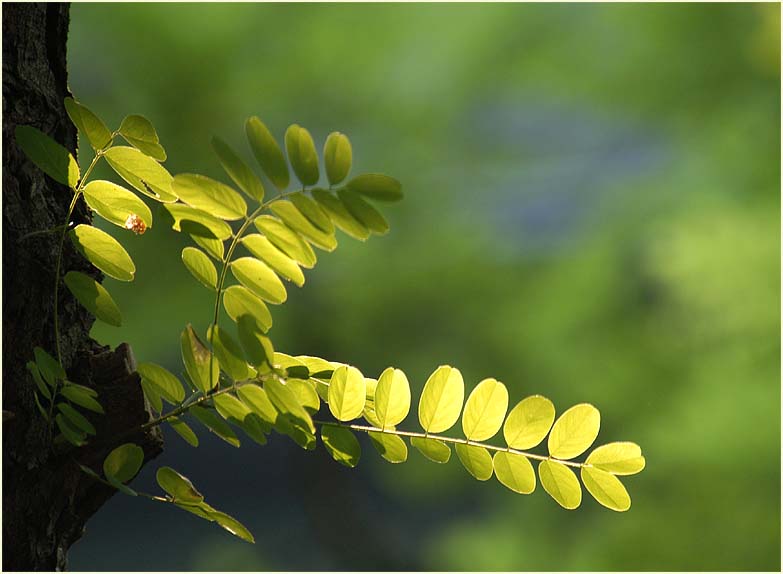 Robinie (Robinia)