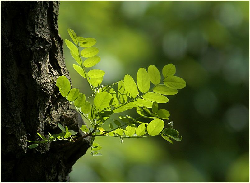 Robinie (Robinia)