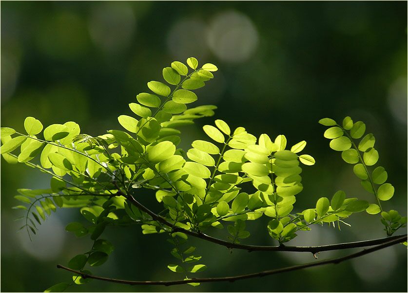 Robinie (Robinia)