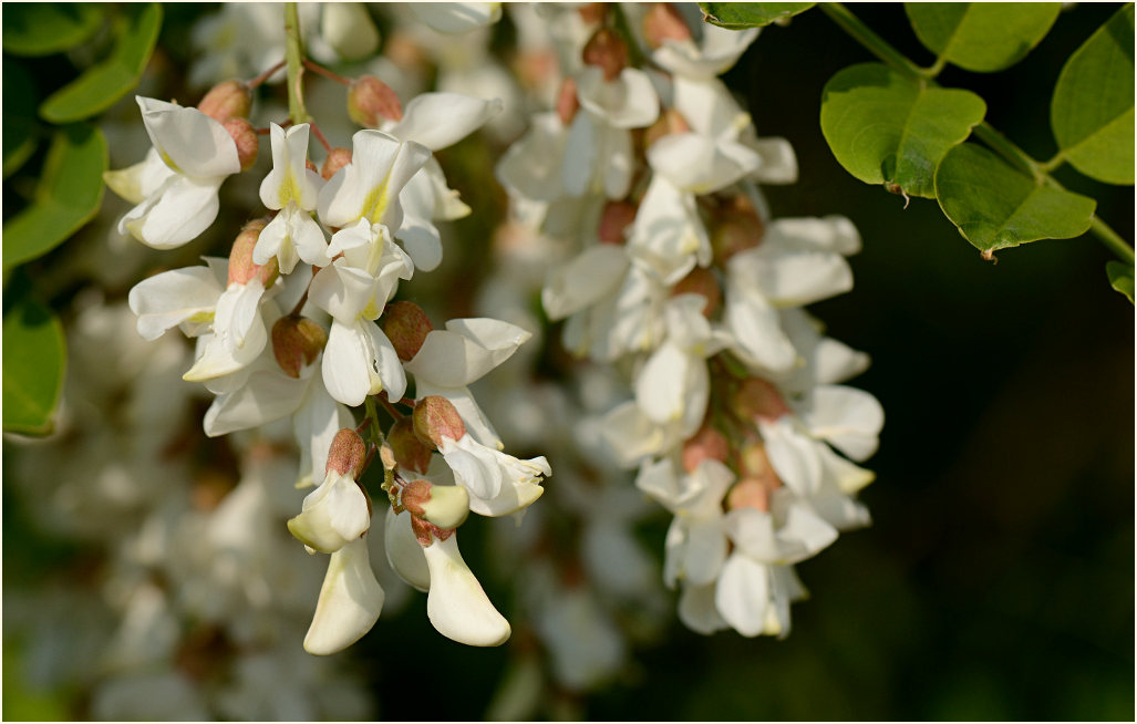 Robinie (Robinia)