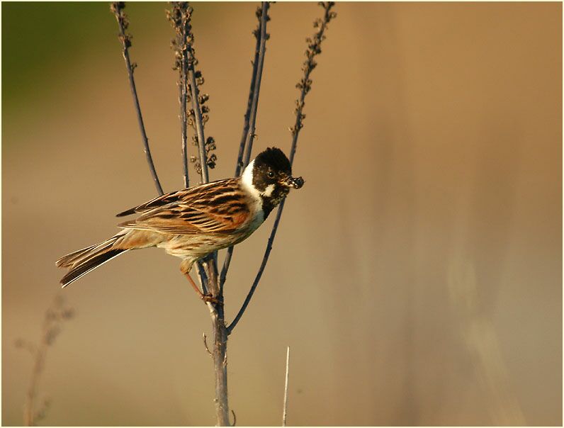 Rohrammermännchen