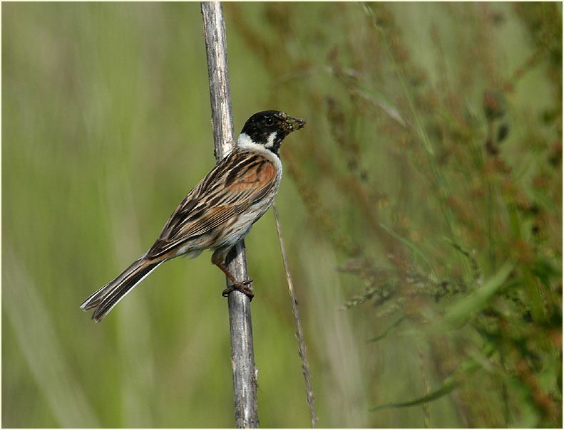 Rohrammermännchen