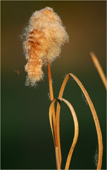 Rohrkolben (Typha)