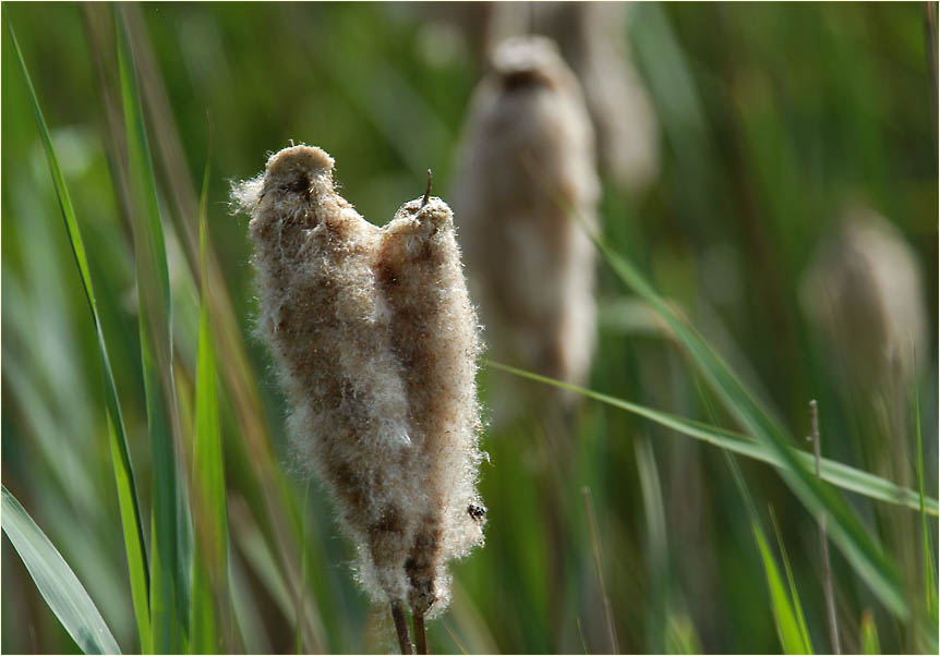 Rohrkolben (Typha)