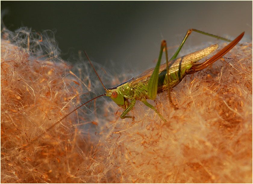 Heuschrecke auf Rohrkolben (Typha)