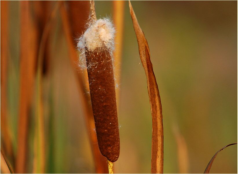 Rohrkolben (Typha)