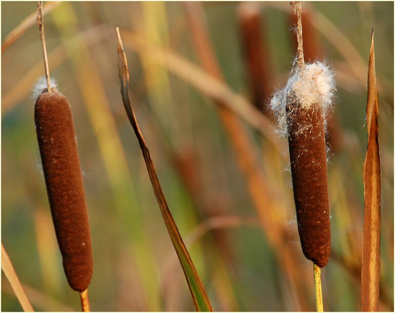 Rohrkolben (Typha)