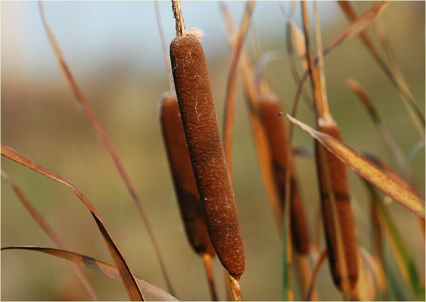 Rohrkolben (Typha)