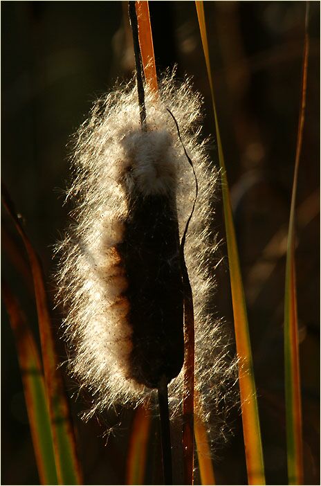 Rohrkolben (Typha)