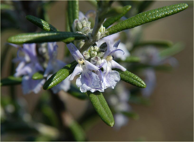 Rosmarin (Rosmarinus officinalis)