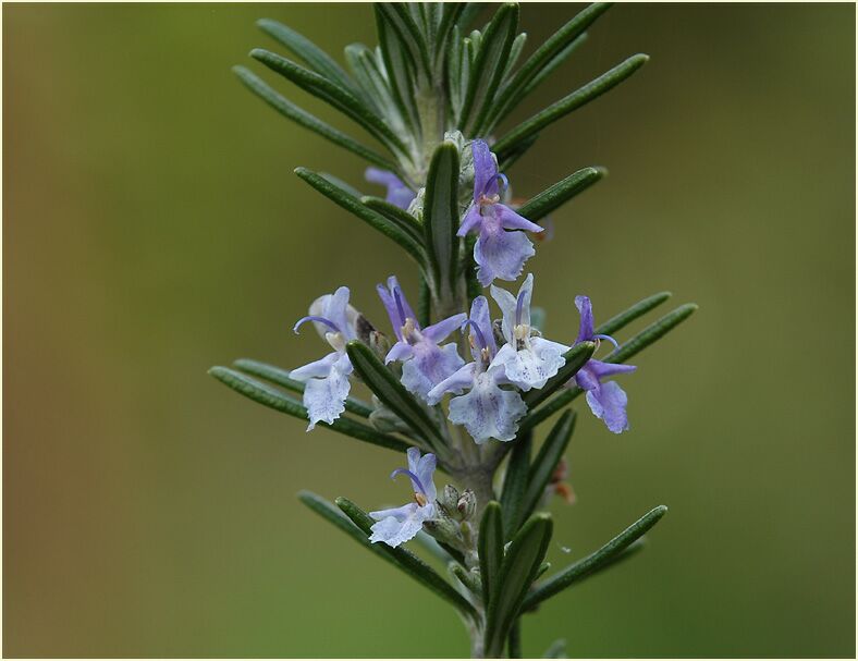 Rosmarin (Rosmarinus officinalis)