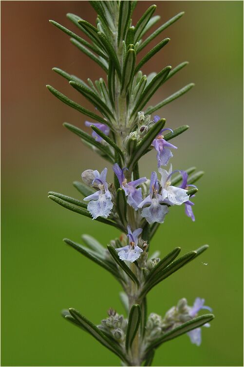 Rosmarin (Rosmarinus officinalis)