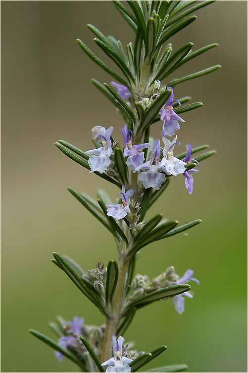 Rosmarin (Rosmarinus officinalis)