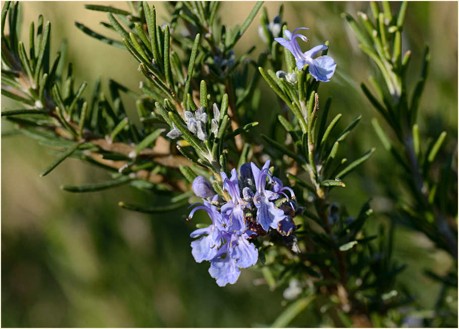 Rosmarin (Rosmarinus officinalis)