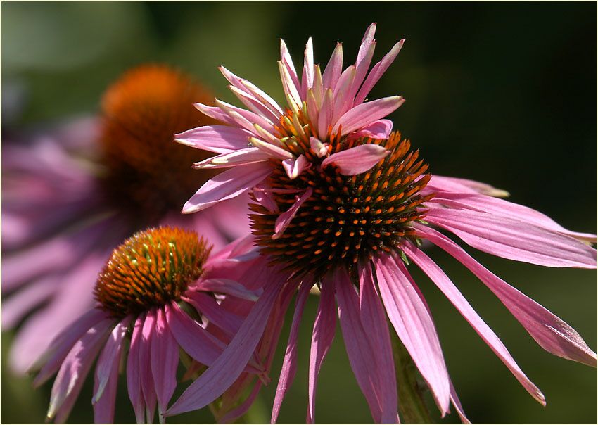 Roter Sonnenhut (Echinacea purpurea)