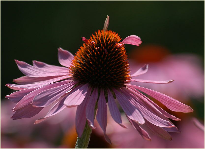 Roter Sonnenhut (Echinacea purpurea)