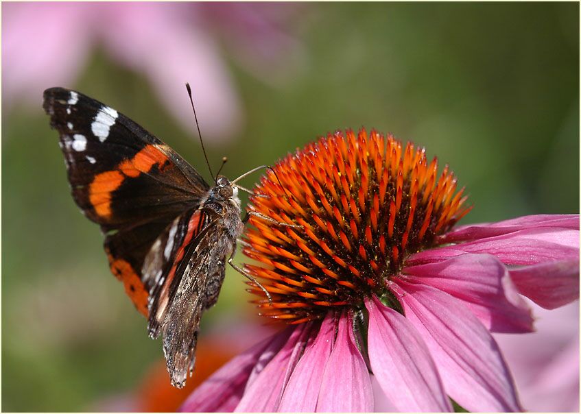 Roter Sonnenhut (Echinacea purpurea)