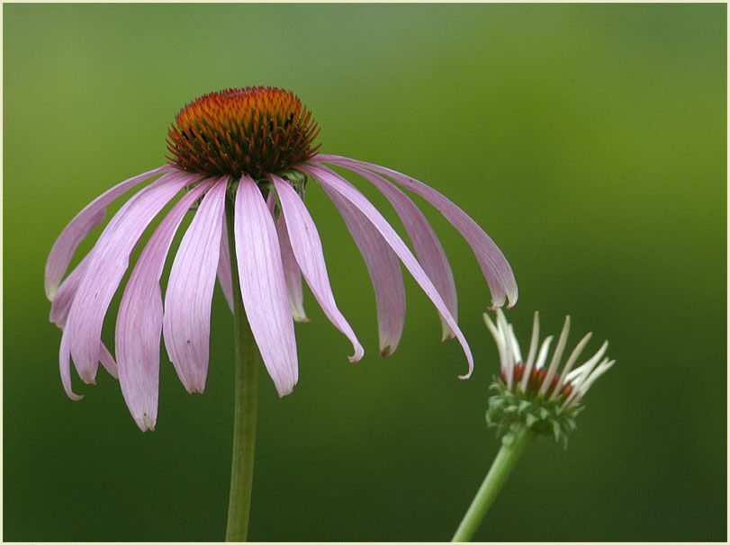 Roter Sonnenhut (Echinacea purpurea)