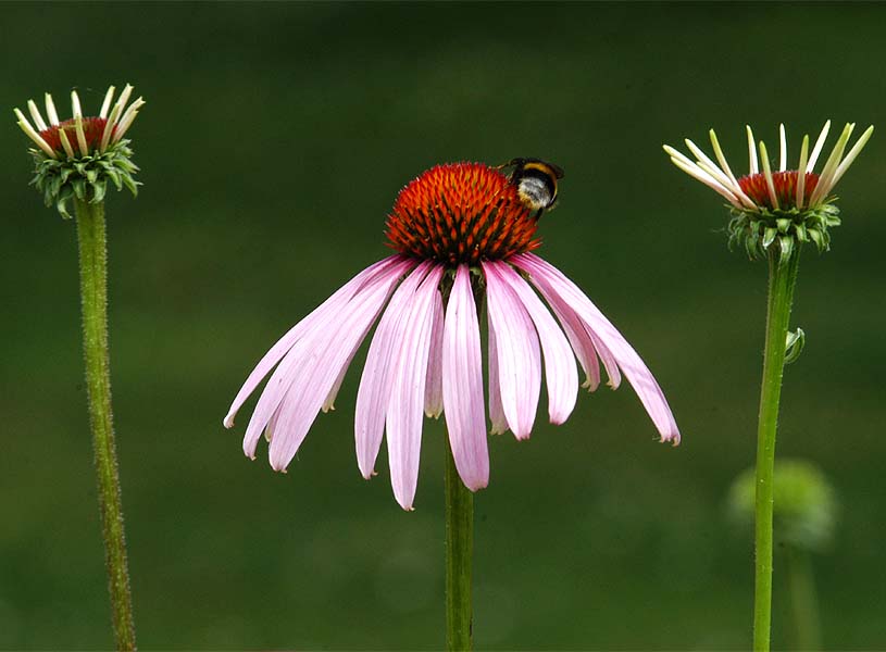 Roter Sonnenhut (Echinacea purpurea)