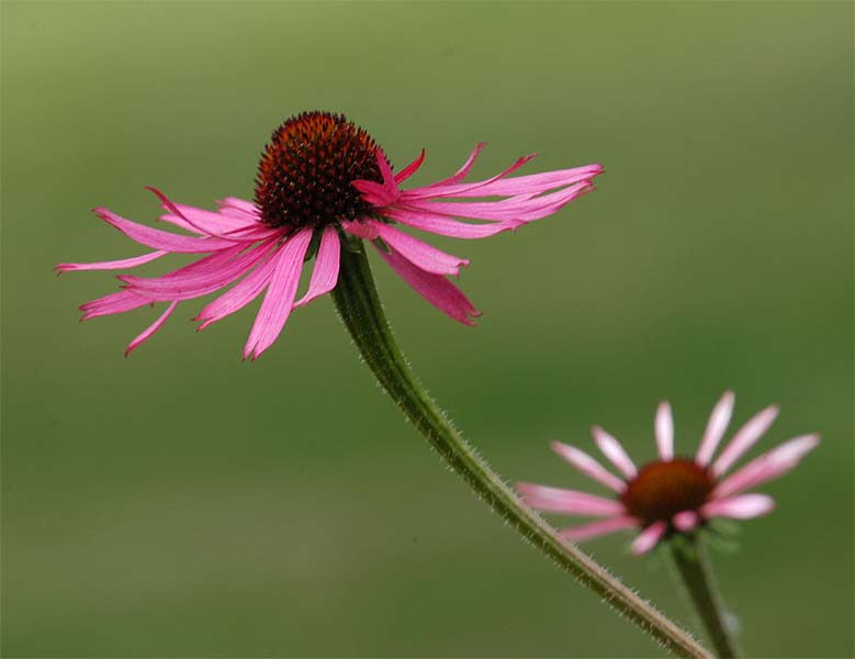 Roter Sonnenhut (Echinacea purpurea)