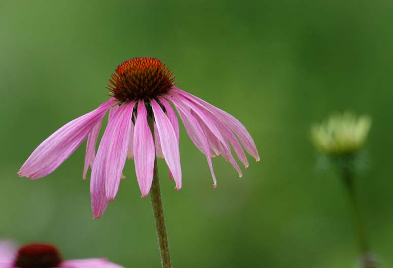 Roter Sonnenhut (Echinacea purpurea)