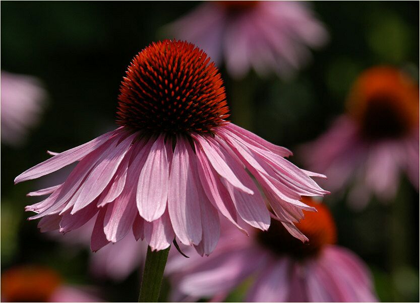 Roter Sonnenhut (Echinacea purpurea)