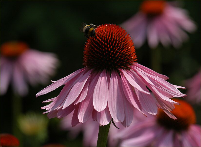 Roter Sonnenhut (Echinacea purpurea)