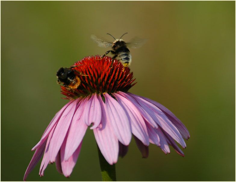 Roter Sonnenhut (Echinacea purpurea)