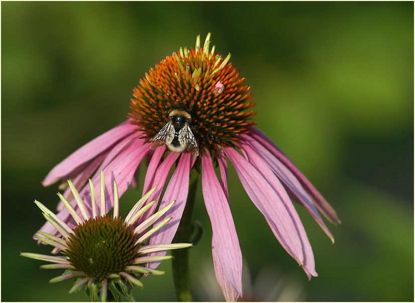 Roter Sonnenhut (Echinacea purpurea)