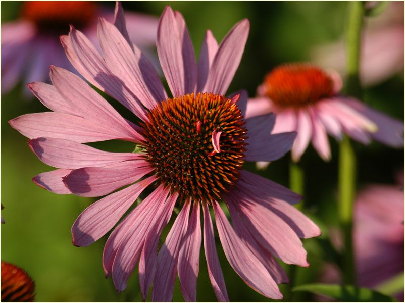 Roter Sonnenhut (Echinacea purpurea)