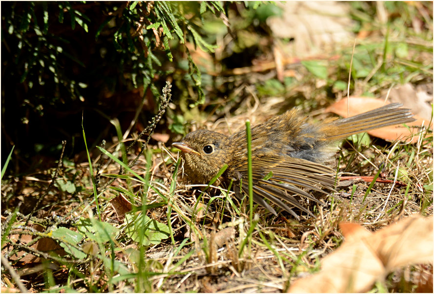 Junges Rotkehlchen