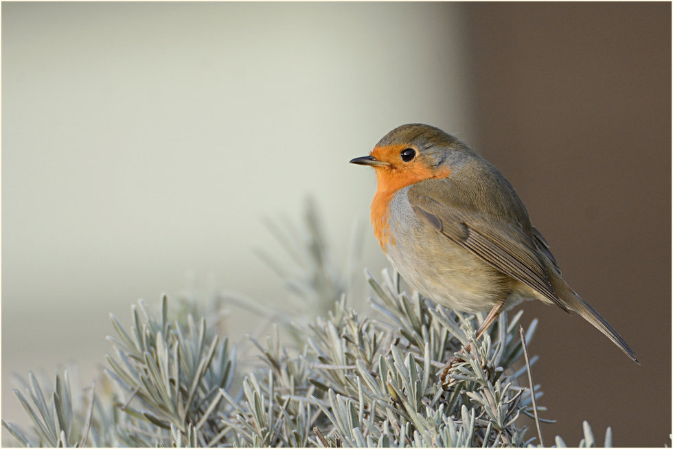 Rotkehlchen