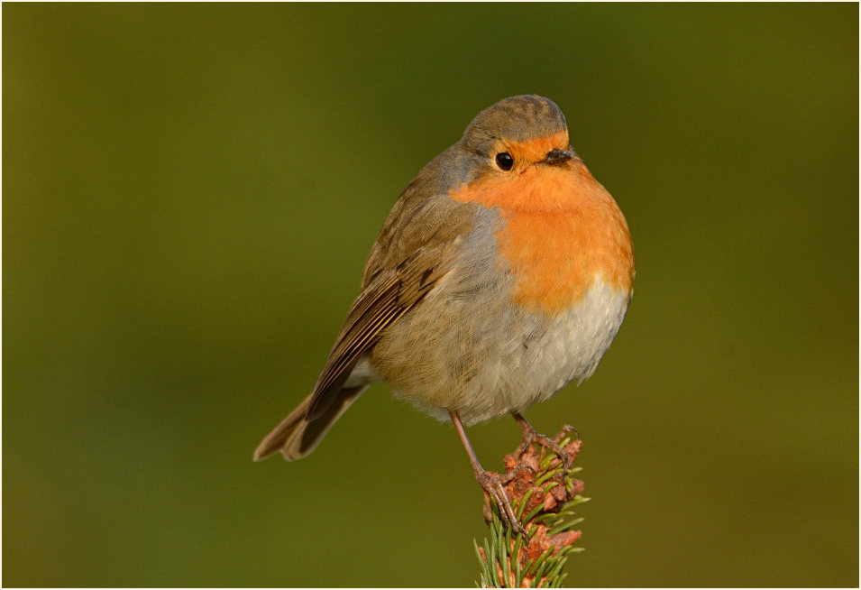 Rotkehlchen