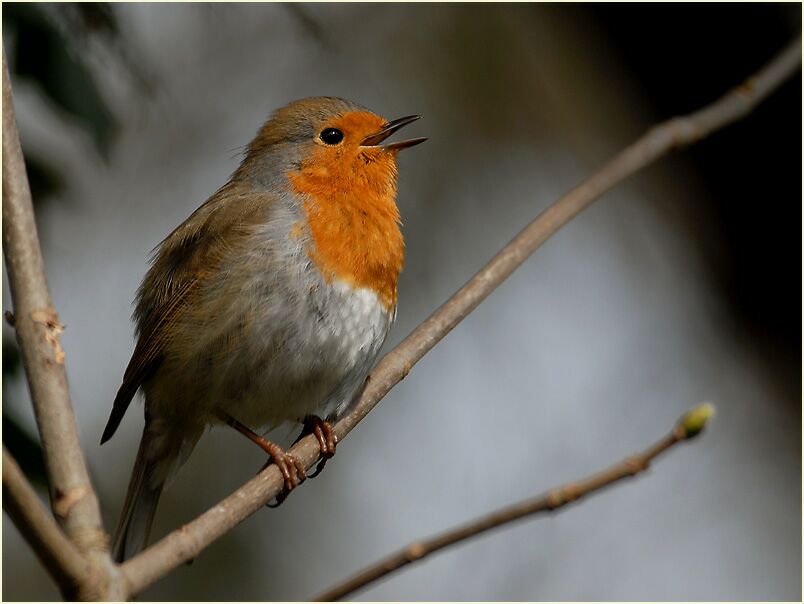 Rotkehlchen