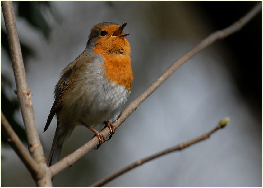 Rotkehlchen