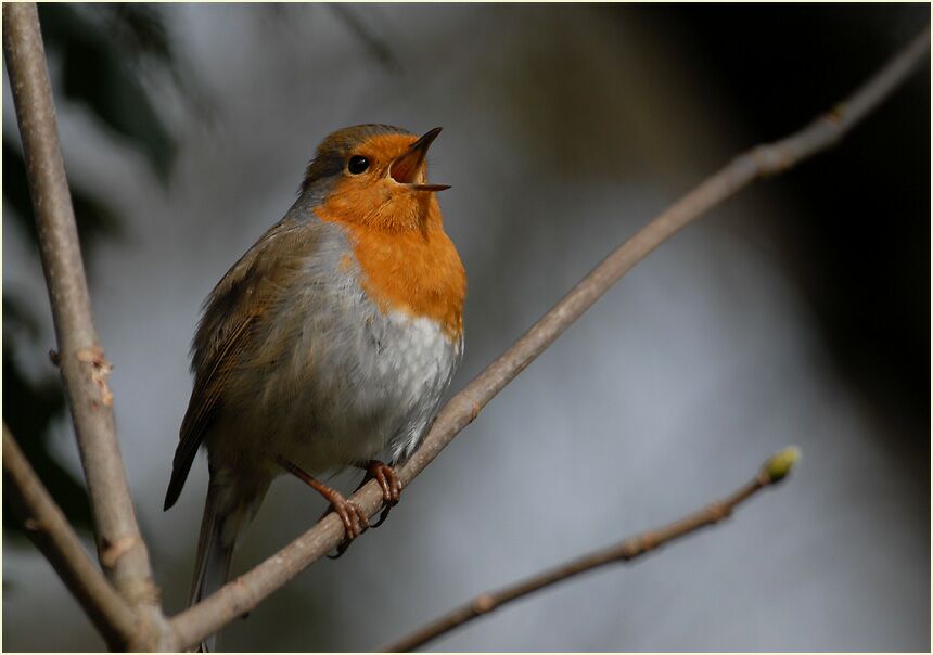 Rotkehlchen