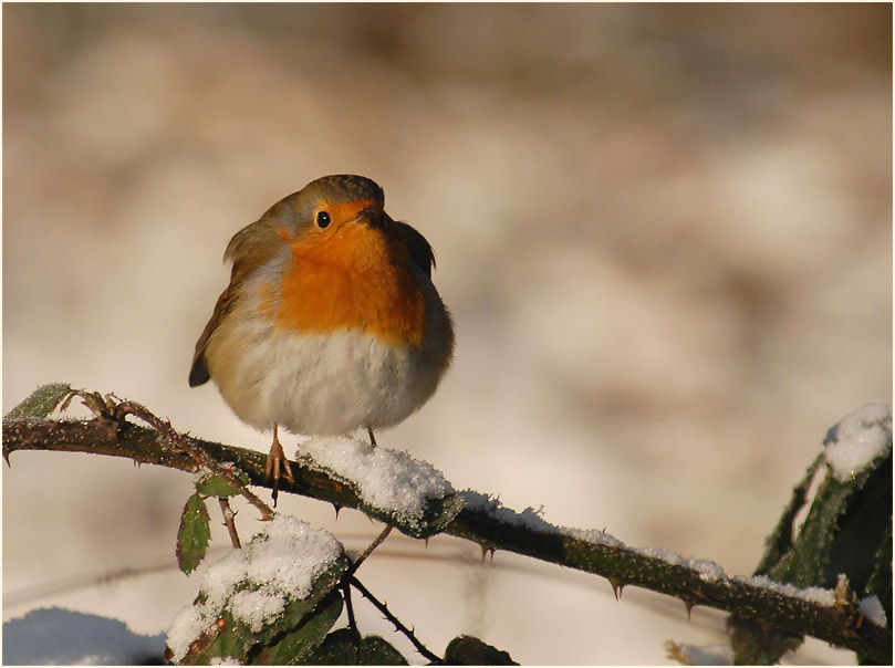 Rotkehlchen