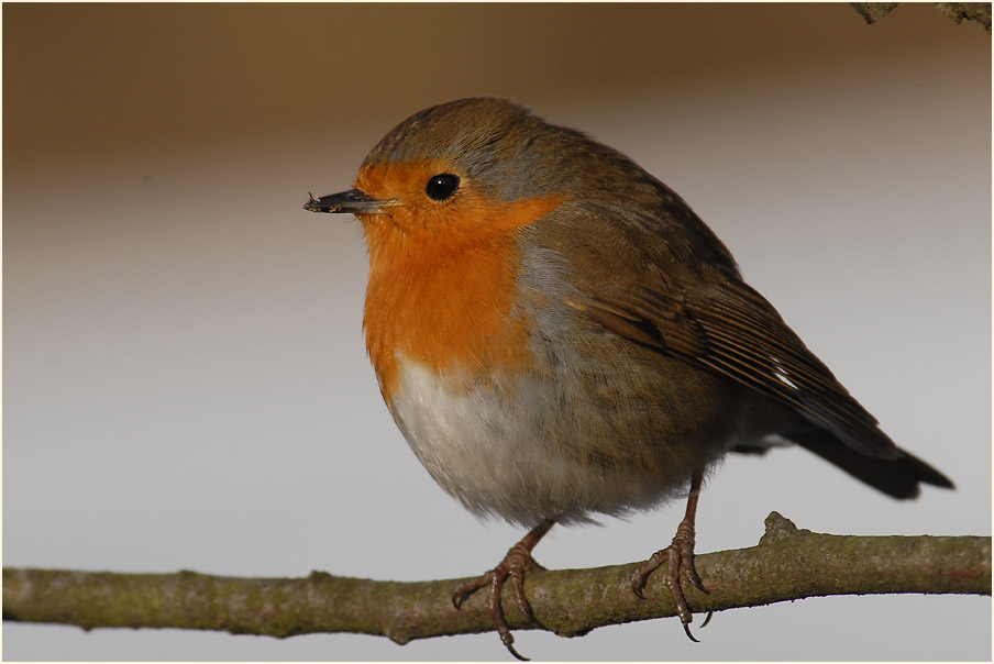 Rotkehlchen