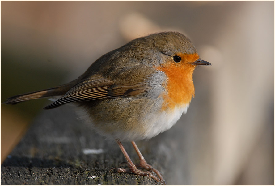 Rotkehlchen