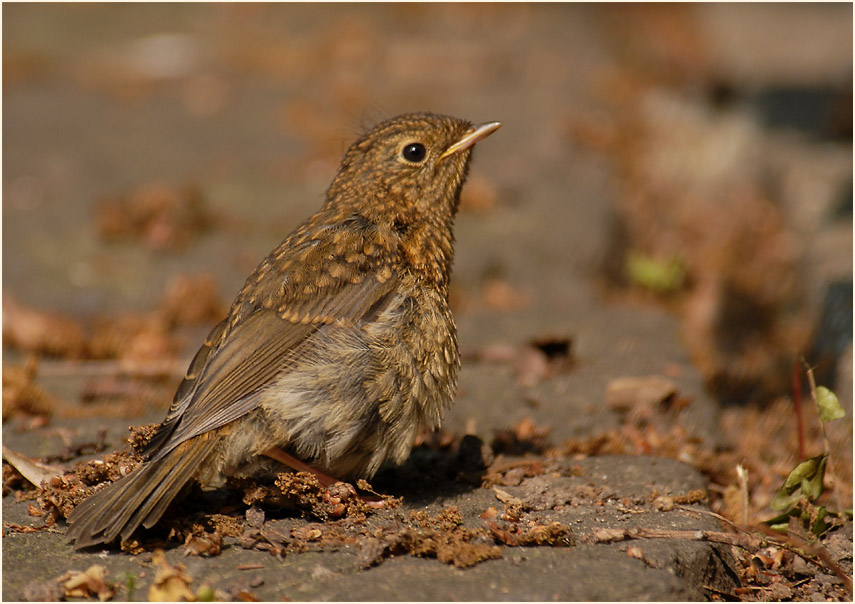 Junges Rotkehlchen