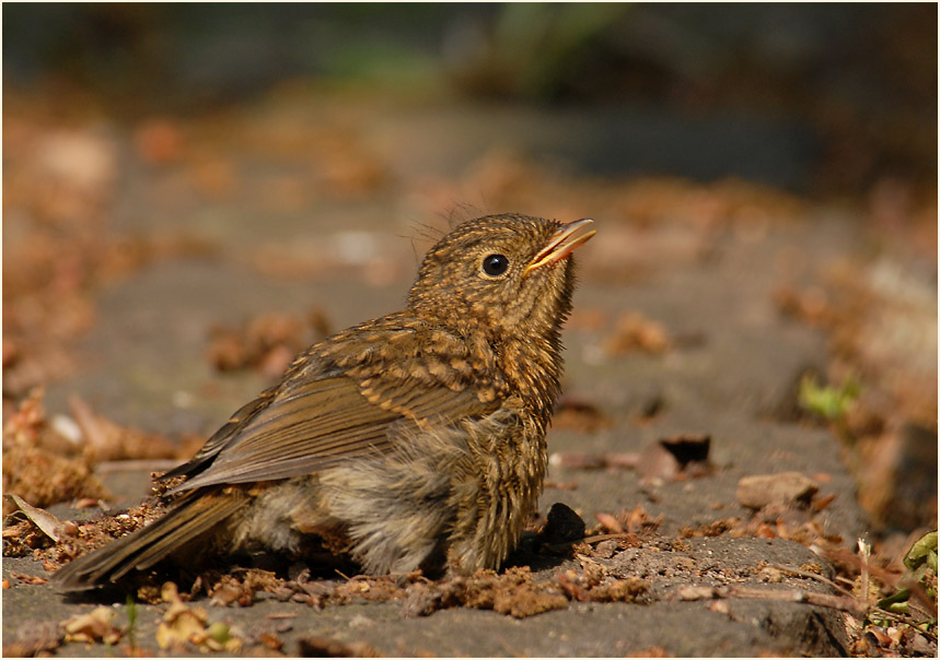 Junges Rotkehlchen