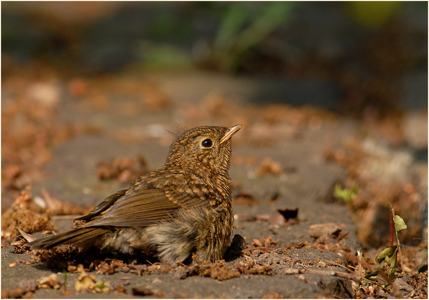 Junges Rotkehlchen