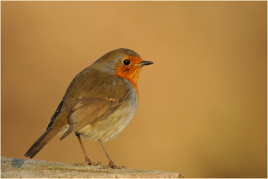 Rotkehlchen