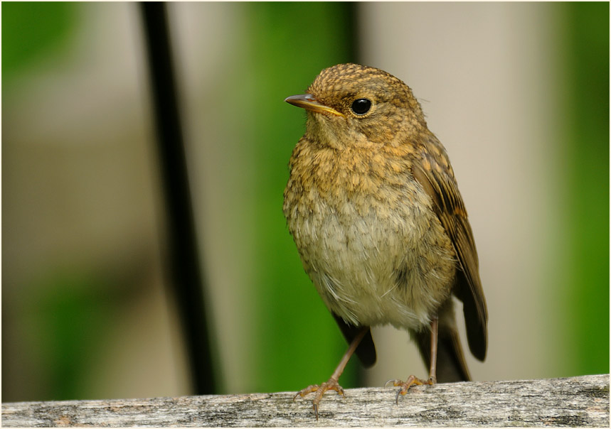 Junges Rotkehlchen