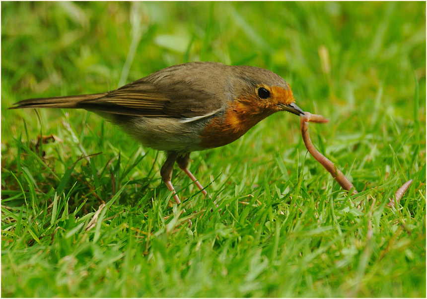Rotkehlchen mit Regenwurm