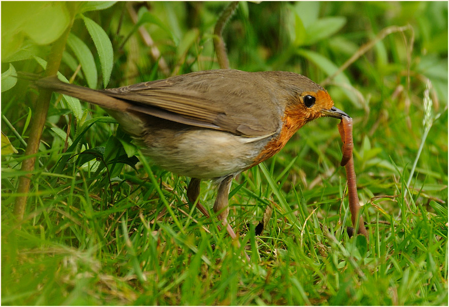 Rotkehlchen mit Regenwurm