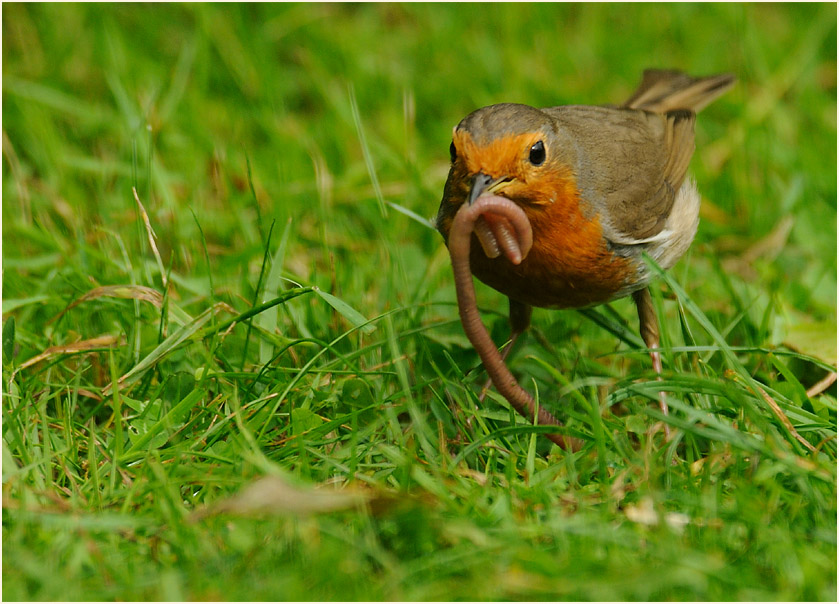 Rotkehlchen mit Regenwurm