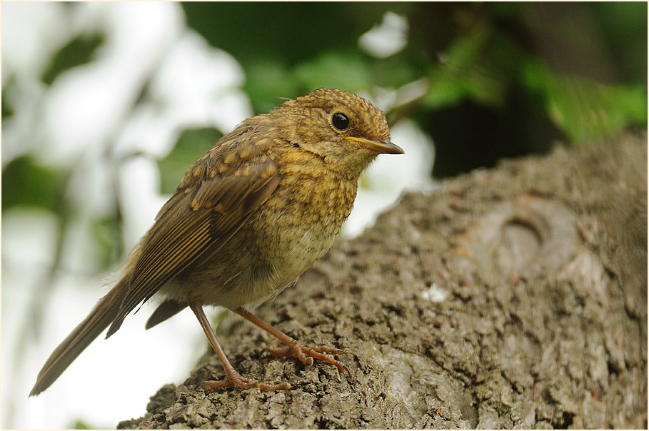 Junges Rotkehlchen