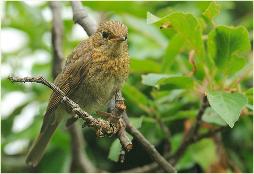 Junges Rotkehlchen