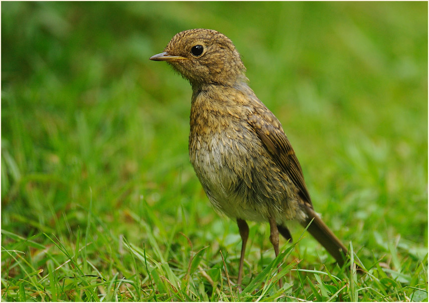 Junges Rotkehlchen